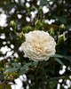 White double-flowered rose.