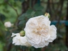 White double-flowered rose.