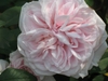 Flower-Pink, doubled, "quartered" rose.