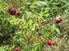 Leaves and fruit,. Note the many prickles