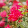 Clusters of small, dark pink-red roses.