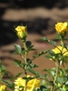 Yellow, miniature rose buds