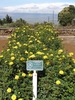 Yellow, miniature rose buds