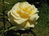 Flower detail
