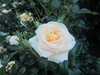 Flower and buds