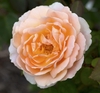 Close-up on a pale pink, fully double rose.