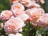 Pale pink, fully double roses.
