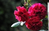 Cluster of dark red, fully double roses.