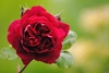 A dark red, fully double rose.