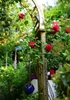 A dark red, fully double rose climbing a pergola.