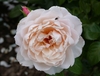 Flower detail