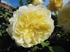 Large, creamy yellow, fully double rose.