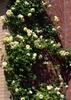 Large, creamy yellow, fully double rose climbing a wall.