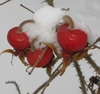 Red rose hips with snow accumulated on them.
