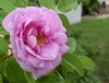 Pink, fully double roses.