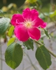 Pink single or semidouble rose flower.