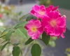 Pink single or semidouble rose flowers.