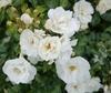 Flowers of White 'NOAschnee'