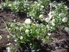 Form in bloom