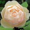 Pale peachy pink fully double rose.