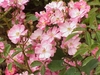 Flower cluster