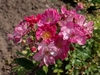 Rosa 'Yesterday'