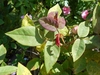 Leaves with new growth