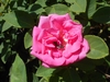 Flower detail with bee