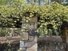 A rose with 100s of pale-yellow flowers covering an arbor.