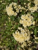 Rosa banksiae