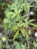 Compound leaves