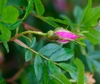 A pink rose bud with green sepals.