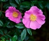 A pair of pink single roses with yellow stamens.
