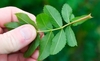 Hand holding a pinnately compound leaf.