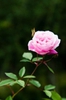 Rosa chinensis