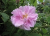 Double, pink rose.