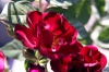 Rosa 'Don Juan'