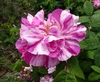 Close up of flower