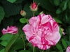 Flower. buds and leaves