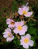 Rosa palustris