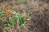 Rosa palustris