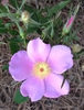Single pink rose with yellow stamens.
