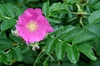 Rosa rugosa