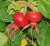 Rosa rugosa