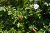 Rosa rugosa