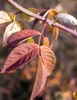 Reddish leaves in fall