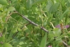 Stem with prickles