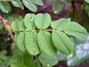 Compound leaf
