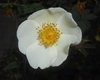 Flower detail