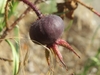 Fruit detail